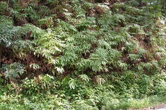 Dicranopteris linearis